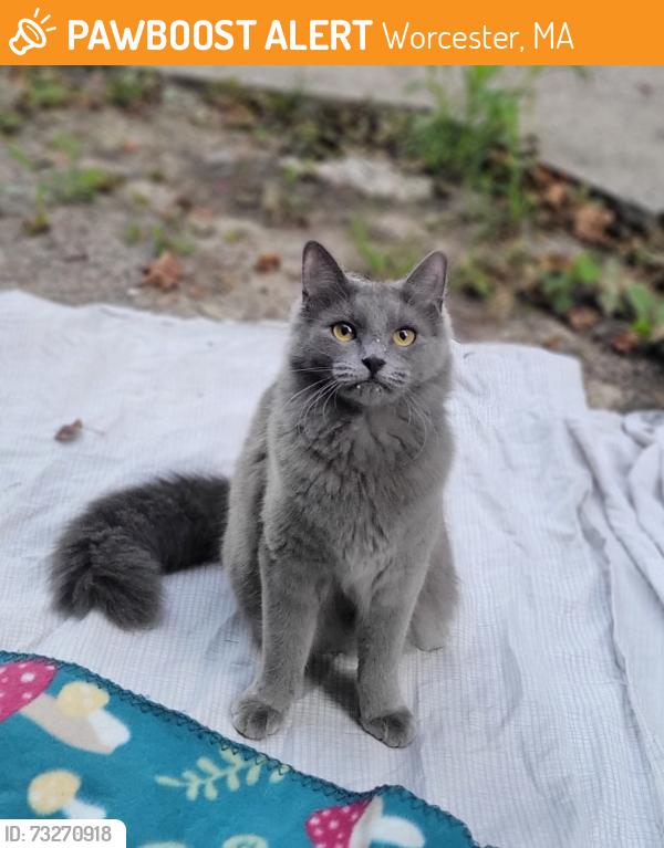 Found/Stray Unknown Cat last seen Bell Hill, Worcester, MA 01605