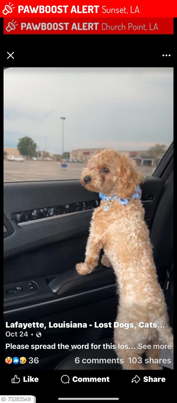 Lost Male Dog last seen Near Hwy 356 Sunset LA, Sunset, LA 70584