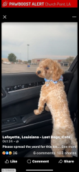 Lost Male Dog last seen Near Hwy 356 Sunset LA, Sunset, LA 70584