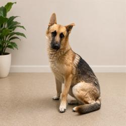 Shelter Stray Male Dog last seen , 38550 Sierra Hwy, Palmdale, CA 93550, USA
