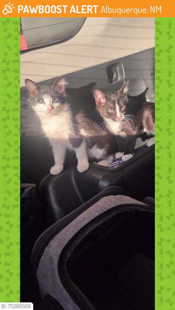 Found/Stray Unknown Cat last seen Near Claudine st ne albuquerque nm, Albuquerque, NM 87123