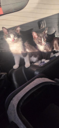 Found/Stray Unknown Cat last seen Near Claudine st ne albuquerque nm, Albuquerque, NM 87123