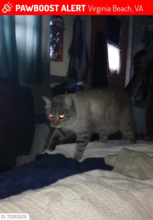 Lost Male Cat last seen South plaza trail and Appian, Virginia Beach, VA 23452