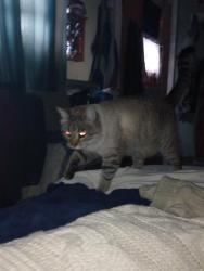 Lost Male Cat last seen South plaza trail and Appian, Virginia Beach, VA 23452