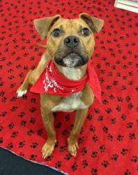 Shelter Stray Male Dog last seen Near BLOCK GRATIOT AVE, DETROIT MI 48213, 7401 Chrysler Dr, Detroit, MI 48211, USA