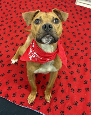 Shelter Stray Male Dog last seen Near BLOCK GRATIOT AVE, DETROIT MI 48213, 7401 Chrysler Dr, Detroit, MI 48211, USA