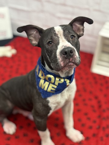 Shelter Stray Male Dog last seen Near BLOCK ROCHELLE ST, DETROIT MI 48205, 7401 Chrysler Dr, Detroit, MI 48211, USA