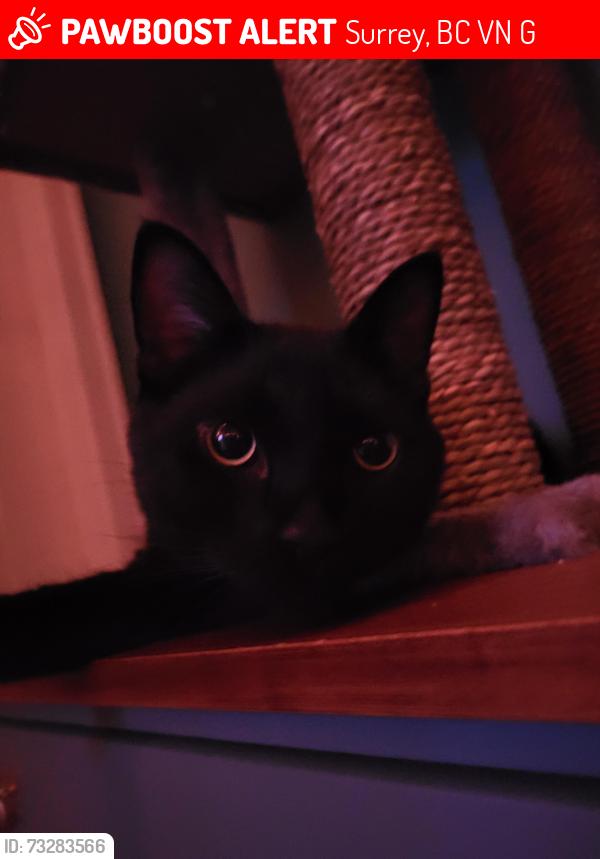 Lost Male Cat last seen fraser highway, Surrey, BC V4N 0G6
