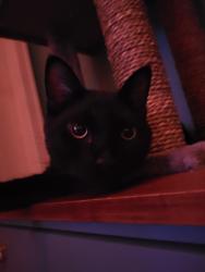 Lost Male Cat last seen fraser highway, Surrey, BC V4N 0G6