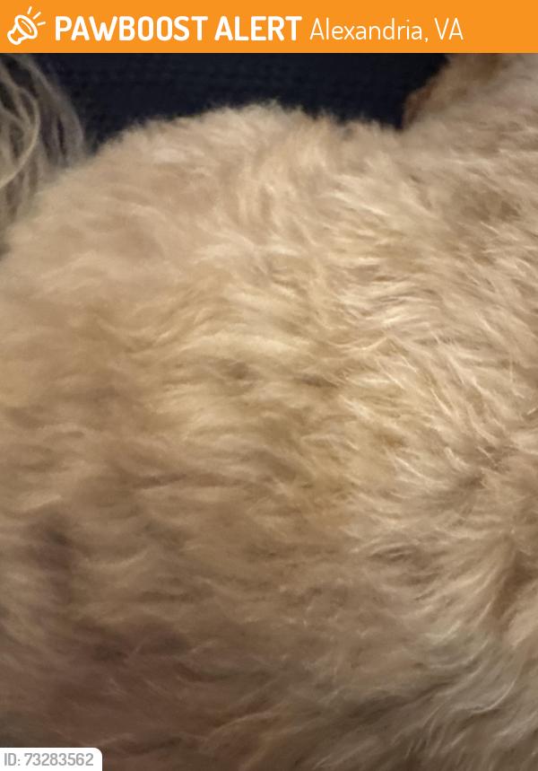 Found/Stray Female Dog last seen Oronoco and south fairfax, Alexandria, VA 22314