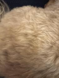 Found/Stray Female Dog last seen Oronoco and south fairfax, Alexandria, VA 22314