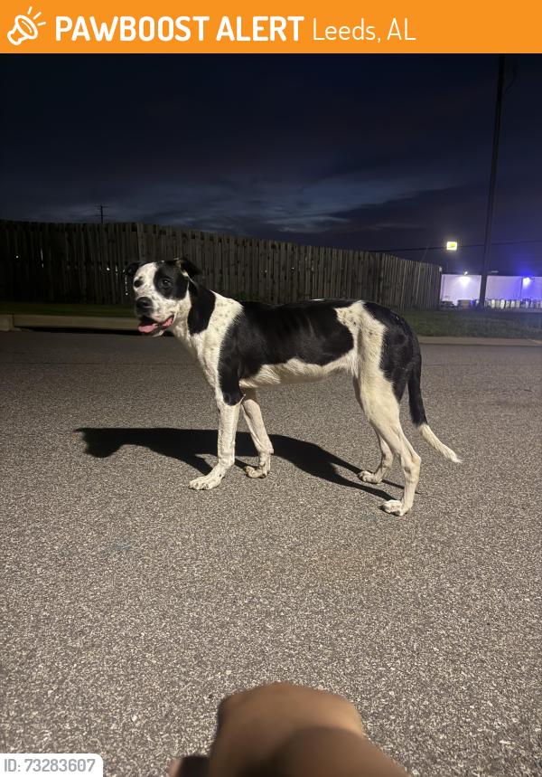 Found/Stray Female Dog last seen Front of my hse 2009 weaver way Leeds AL 35094, Leeds, AL 35094