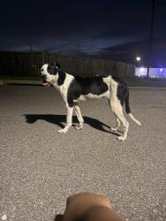 Found/Stray Female Dog last seen Front of my hse 2009 weaver way Leeds AL 35094, Leeds, AL 35094