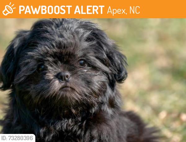 Found/Stray Unknown Dog last seen Behind Cole Park Plaza on 15 501, Apex, NC 27523