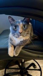 Found/Stray Female Cat last seen Canton, Canton, NC 28716