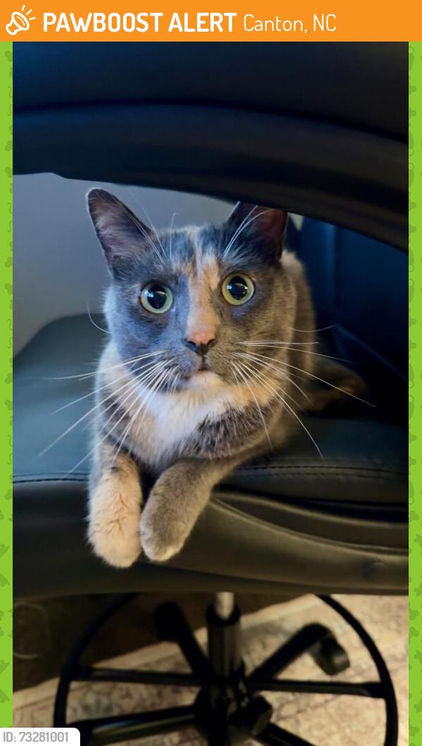 Found/Stray Female Cat last seen Canton, Canton, NC 28716