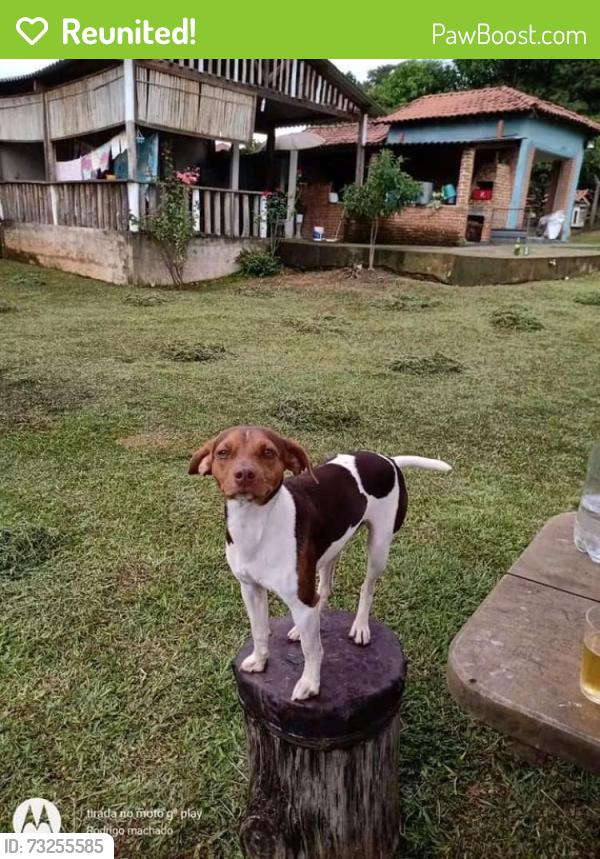 Reunited Male Dog last seen Rua Justino Rodrigues da Conceiçao 111, Jardim Rio Douro, SP 04945-235