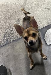Found/Stray Male Dog last seen Loren miller recreation center, Los Angeles, CA 90018