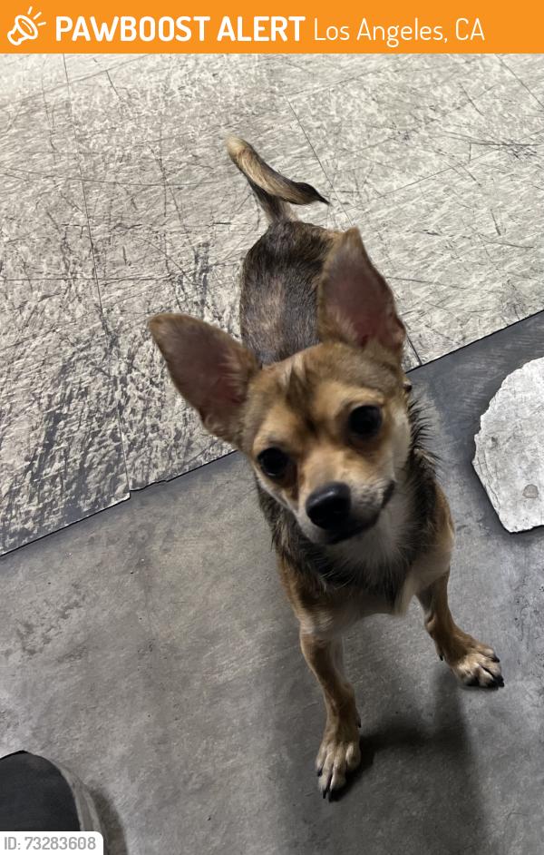 Found/Stray Male Dog last seen Loren miller recreation center, Los Angeles, CA 90018
