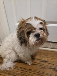 Reunited Male Dog last seen John R and Woodward Heights, Hazel Park, MI 48030