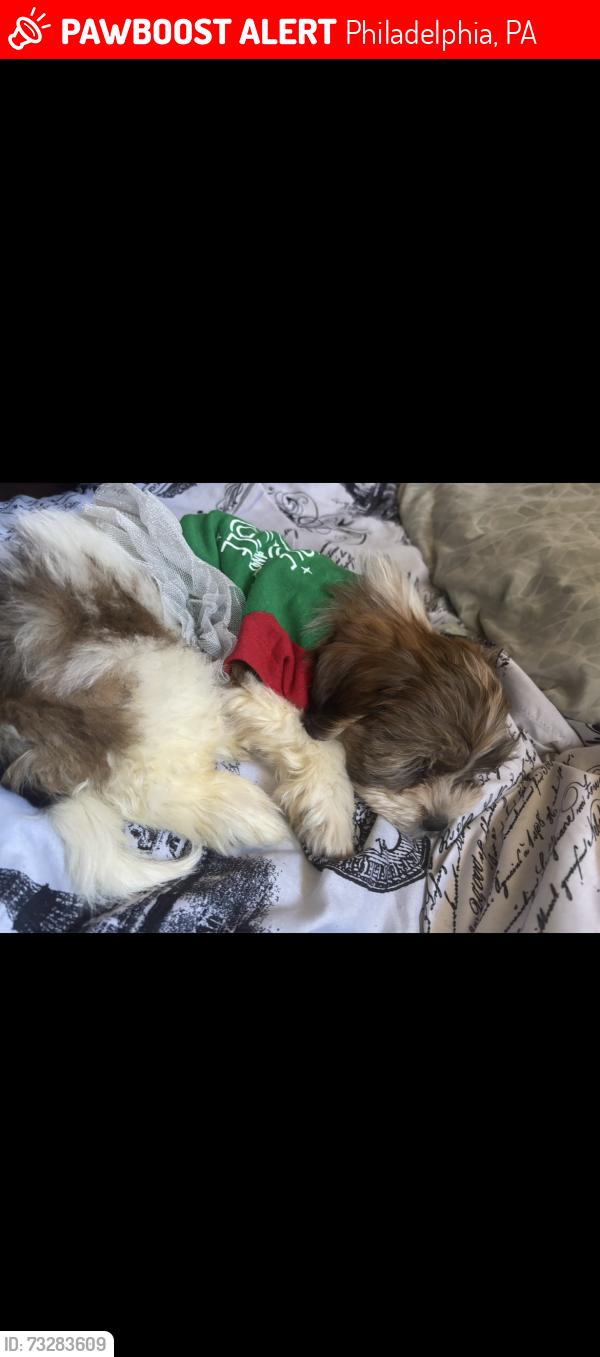 Lost Female Dog last seen Cheltenham mall, Philadelphia, PA 19126