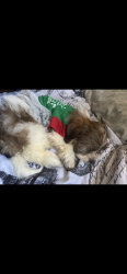 Lost Female Dog last seen Cheltenham mall, Philadelphia, PA 19126