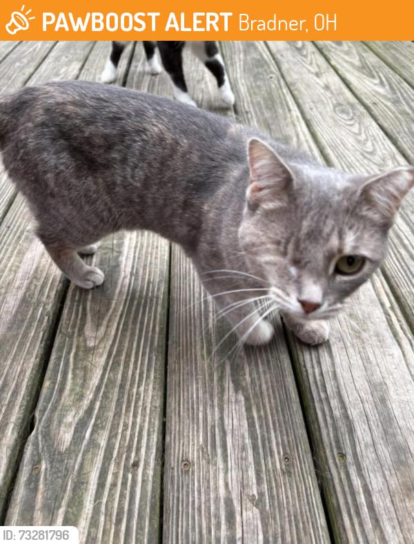 Found/Stray Unknown Cat last seen Bell street, Bradner, OH 43406