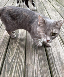 Found/Stray Unknown Cat last seen Bell street, Bradner, OH 43406
