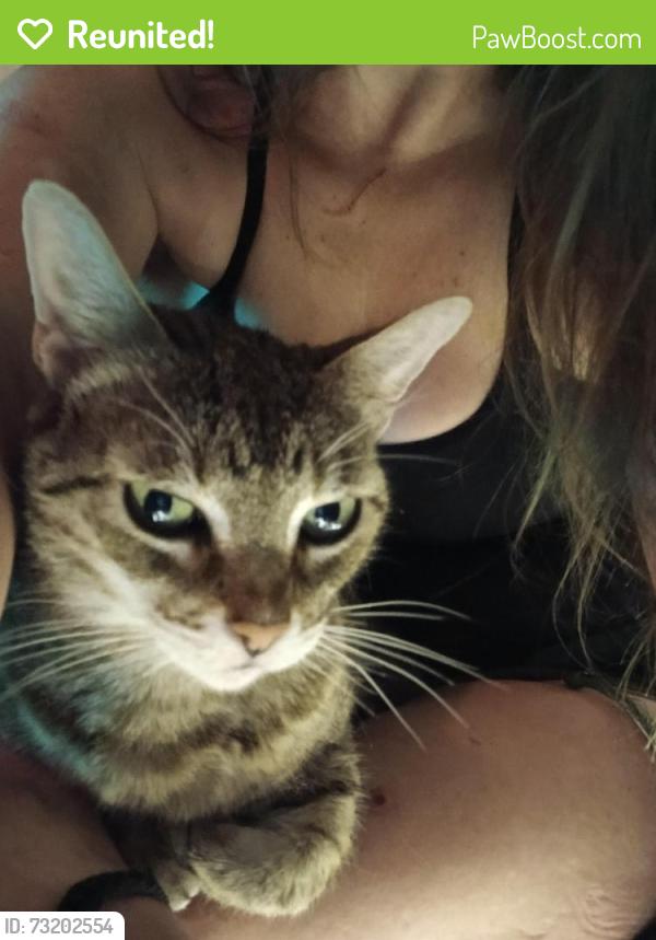 Reunited Female Cat last seen Copenhagen, Fayetteville, NC 28301