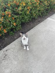 Reunited Unknown Cat last seen The walking path around the lake, Chula Vista, CA 91913
