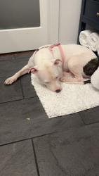 Lost Female Dog last seen Texas Houston, Winters, TX 79567