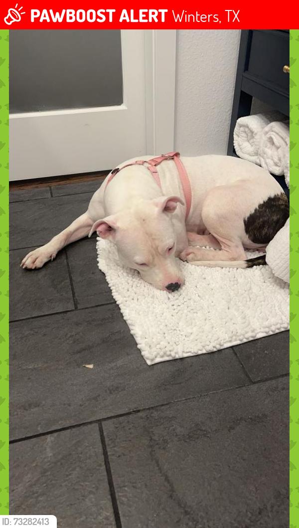 Lost Female Dog last seen Texas Houston, Winters, TX 79567