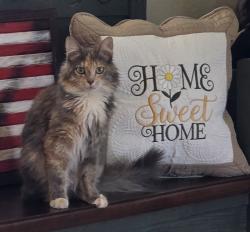 Lost Female Cat last seen Near New Hwy 68, Madisonville tn, Madisonville, TN 37354