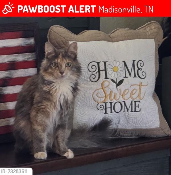 Lost Female Cat last seen Near New Hwy 68, Madisonville tn, Madisonville, TN 37354