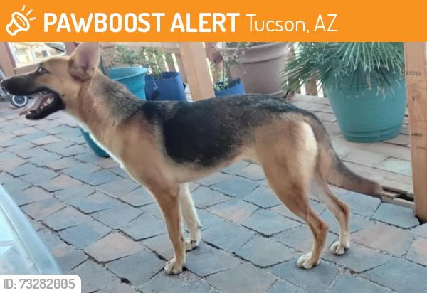 Found/Stray Female Dog last seen Ajo Hwy Three Points, Tucson, AZ 85736