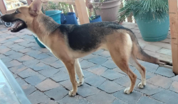 Found/Stray Female Dog last seen Ajo Hwy Three Points, Tucson, AZ 85736