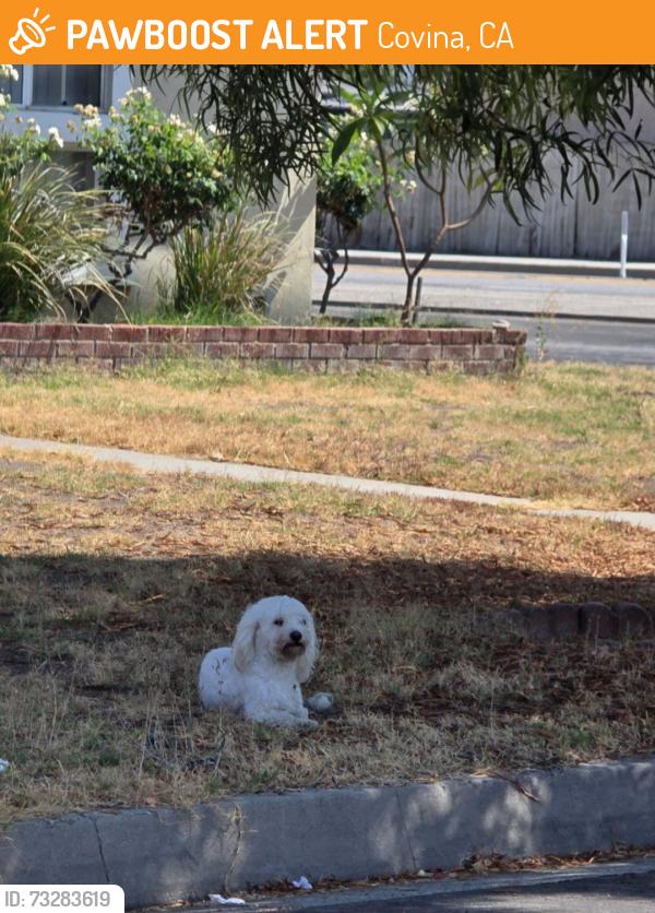 Found/Stray Unknown Dog last seen Lark Ellen and North Clydebank Avenue by vacant school, Covina, CA 91722