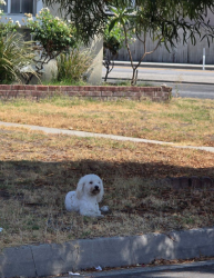 Found/Stray Unknown Dog last seen Lark Ellen and North Clydebank Avenue by vacant school, Covina, CA 91722