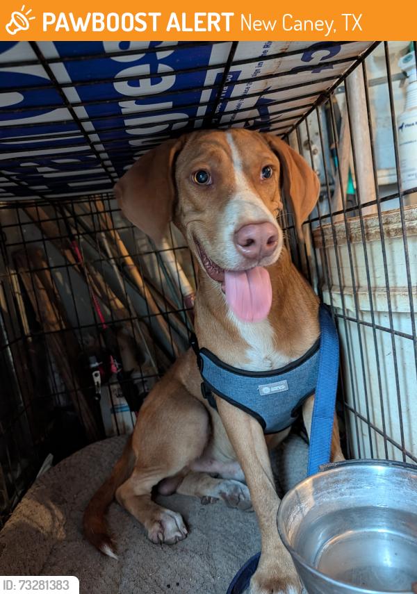 Found/Stray Male Dog last seen Antic Lane and 494 near New Caney ISD Transportation, New Caney, TX 77357
