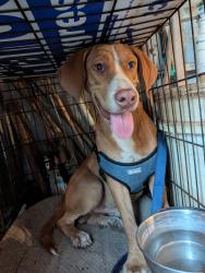 Found/Stray Male Dog last seen Antic Lane and 494 near New Caney ISD Transportation, New Caney, TX 77357
