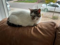 Reunited Female Cat last seen Arapahoe and Fairfax, Centennial, CO 80121