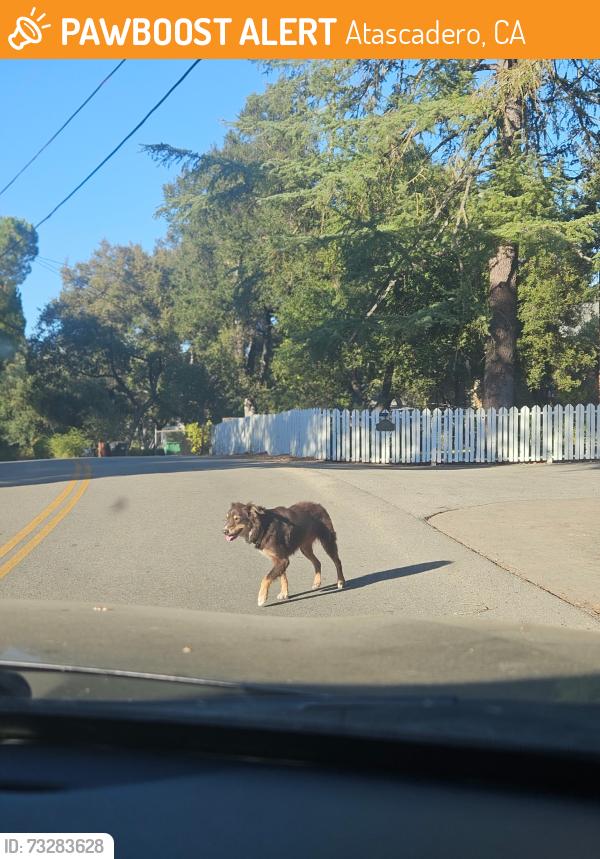 Found/Stray Unknown Dog last seen Ridgeway and Rosario in Atascadero, Atascadero, CA 93422