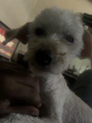 Reunited Male Dog last seen Near smoke tree rd, Pikesville, MD 21208