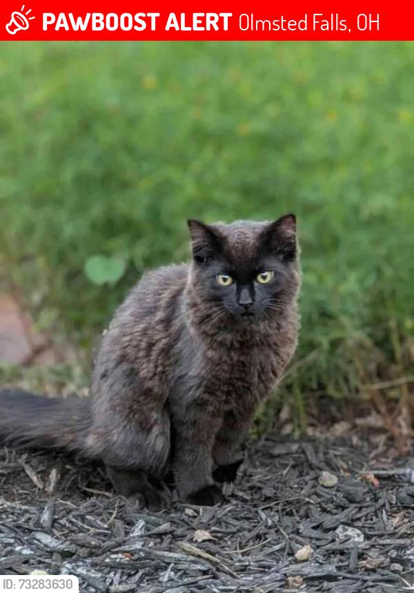 Lost Female Cat last seen Tyndall Falls Dr Olmsted Falls, OH, Olmsted Falls, OH 44138