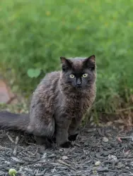 Lost Female Cat last seen Tyndall Falls Dr Olmsted Falls, OH, Olmsted Falls, OH 44138