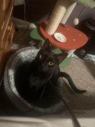 Lost Male Cat last seen Tanner, Greenville, SC 29607