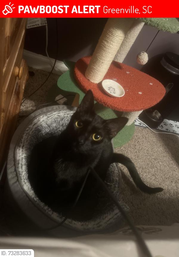 Lost Male Cat last seen Tanner, Greenville, SC 29607
