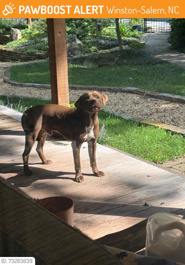 Found/Stray Male Dog last seen Shattalon and Ryan Way, Winston-Salem, NC 27106