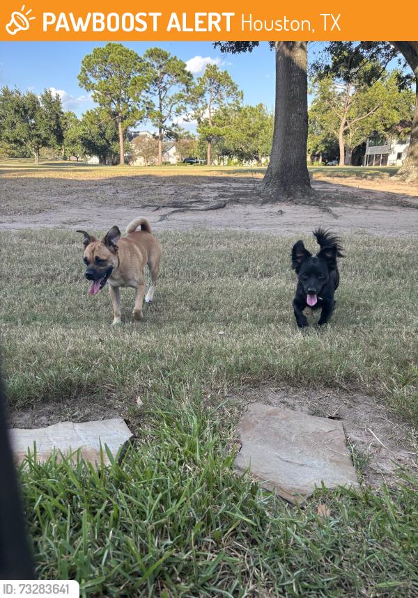 Found/Stray Unknown Dog last seen Hearthstone Golf Course, Houston, TX 77095