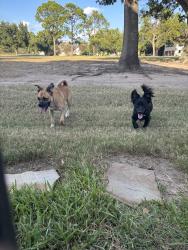 Found/Stray Unknown Dog last seen Hearthstone Golf Course, Houston, TX 77095